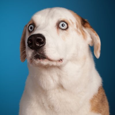 WeRateDogs profile image