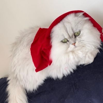 Yıldız Tilbe profile image