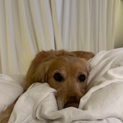 dixie profile image