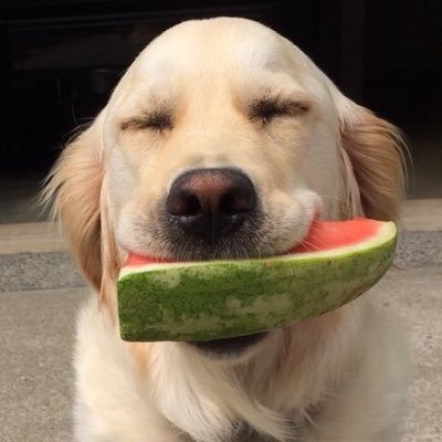 Thoughts of Dog profile image