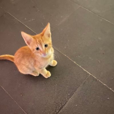 Fatih Altayli 🔴🇹🇷 profile image