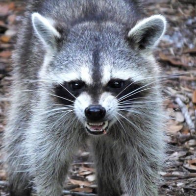 tommyinnit profile image