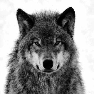 Khamzat Chimaev profile image