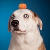 WeRateDogs' YouTube photo
