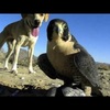 Darvil Benjamin McBride's YouTube photo